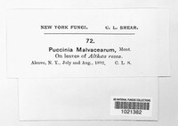 Puccinia malvacearum image